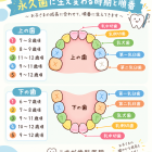 第5回「子供の歯並びは、これから変化していきます。」